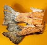 Salmon Mermaid Tail - Freeze-Dried Chews